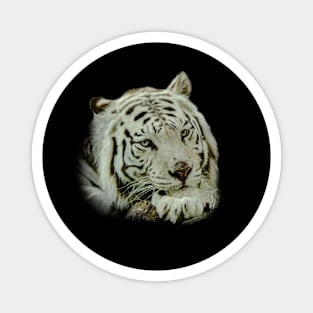 White tiger Magnet